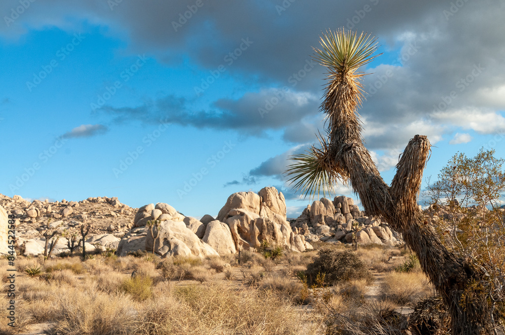 A Joshua Tree National Park landscape shot, taken on a winter afternoon. A Joshua Tree National Park landscape shot, taken on a winter afternoon.