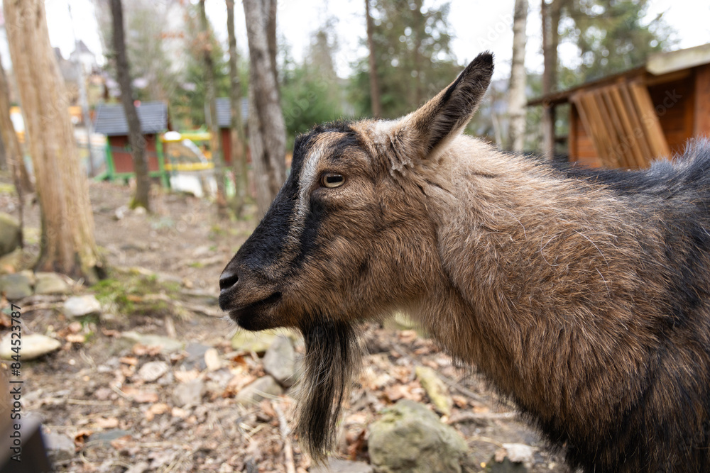 Portrait of adorable brown little goat in Ukraine Carpathian zoo outdoor sunny meadow closeup Portrait of adorable brown little goat in Ukraine Carpathian zoo outdoor sunny meadow closeup