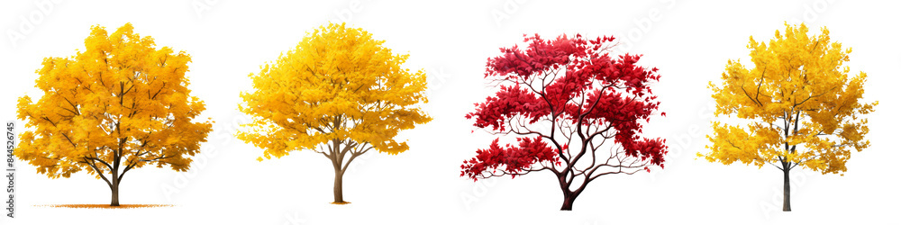 Collection of bush trees leaves on transparent or white background Collection of bush trees leaves on transparent or white background