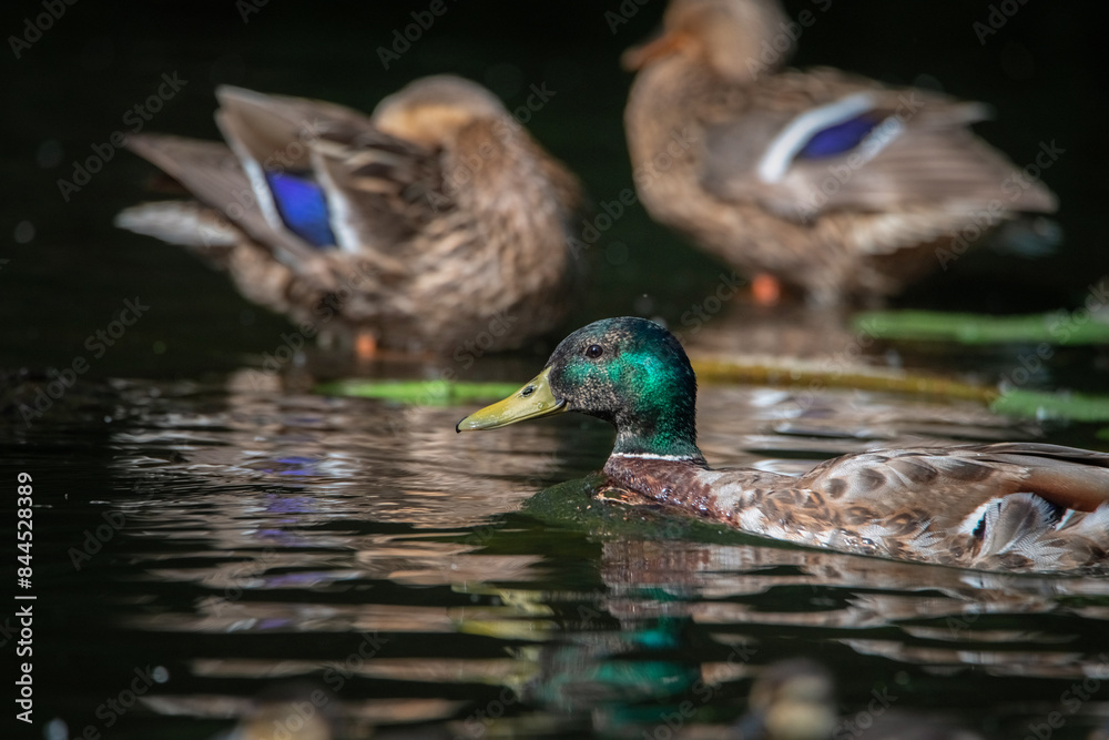 Fototapeta premium Beautiful wild ducks swim in a pond.