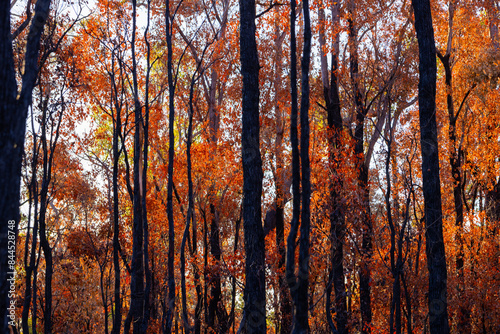 backlit photo of burnt forest area of blackened tree trunks and orange leaves