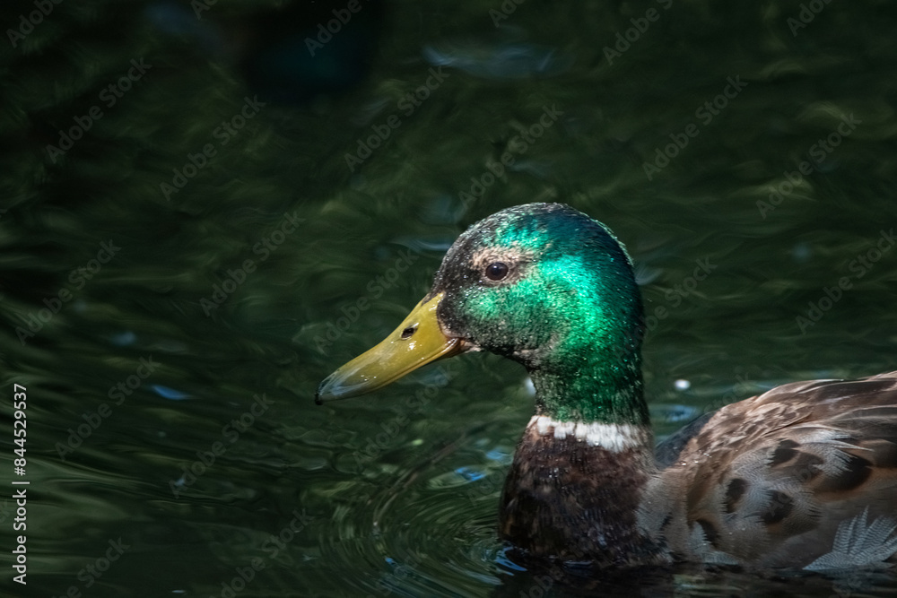 Fototapeta premium Beautiful wild ducks swim in a pond.