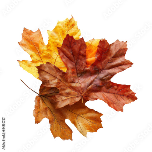 autumn leaves isolated on transparent backround