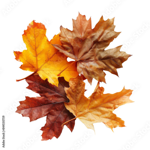 autumn leaves isolated on transparent backround