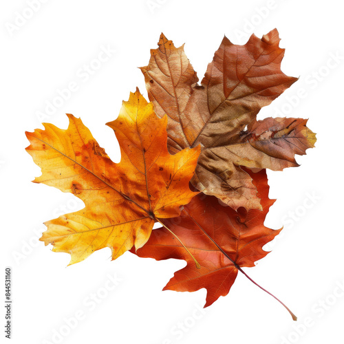 autumn leaves isolated on transparent backround