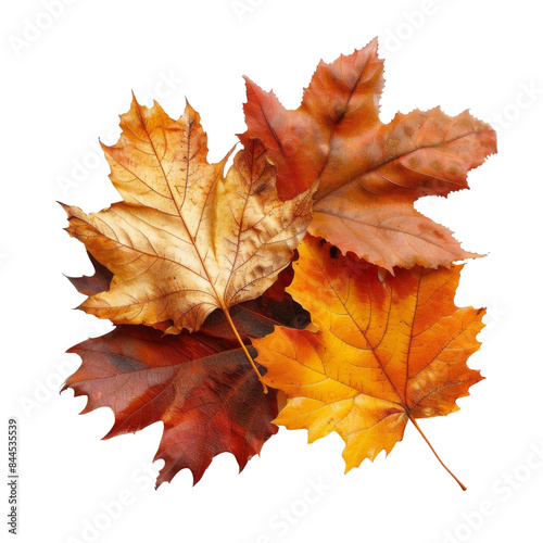 autumn leaves isolated on transparent backround