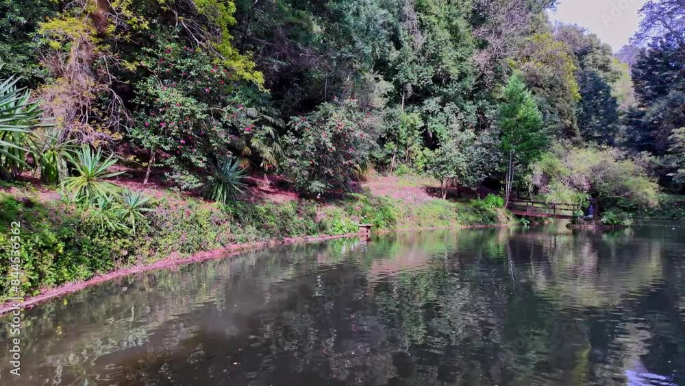 Big Lake, grande lago in ancient forest of Bussaco National Forest, in Luso, Aveiro in Portugal, Europe