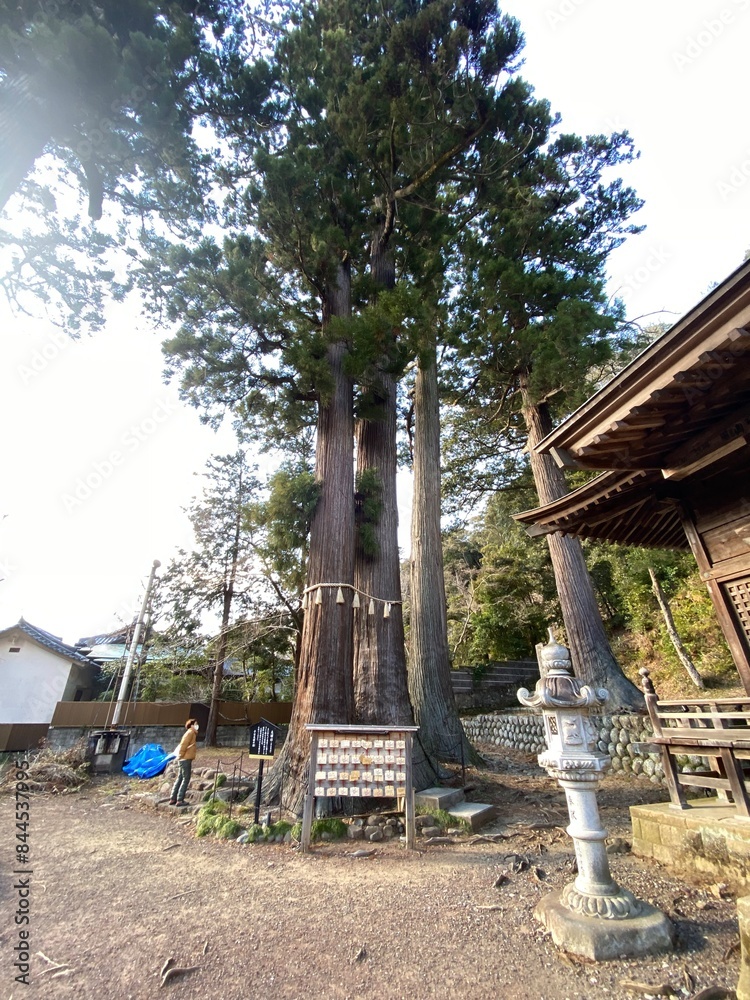 Obraz premium 長寿の木