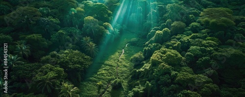 Wallpaper Mural A breathtaking aerial view of a lush green rainforest with sunlight rays piercing through the canopy, creating a serene and mystical atmosphere. Torontodigital.ca