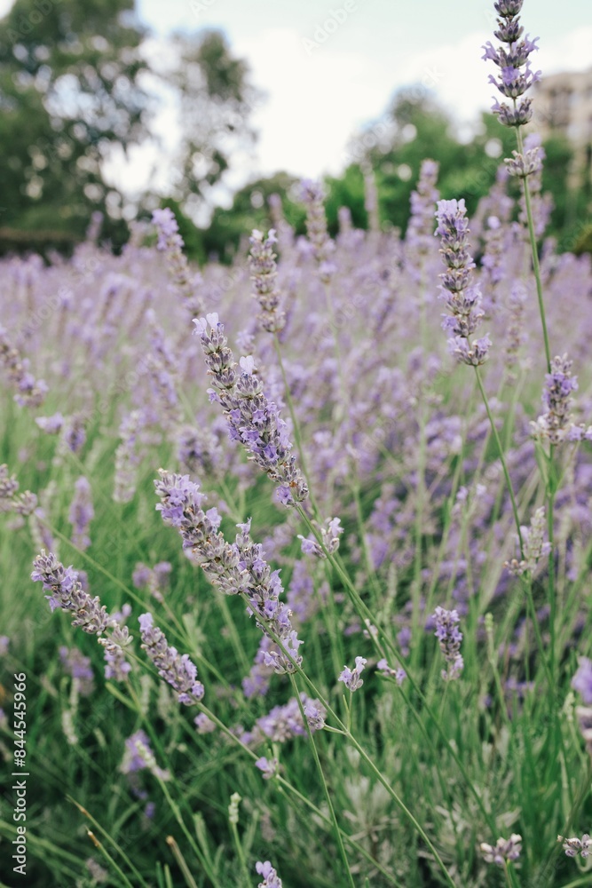 field of lavender field of lavender