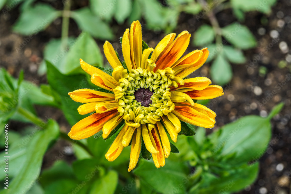 Large, multi layer rudbeckia flower. Orange and yellow flower growing in an outdoor garden space. Large, multi layer rudbeckia flower. Orange and yellow flower growing in an outdoor garden space.