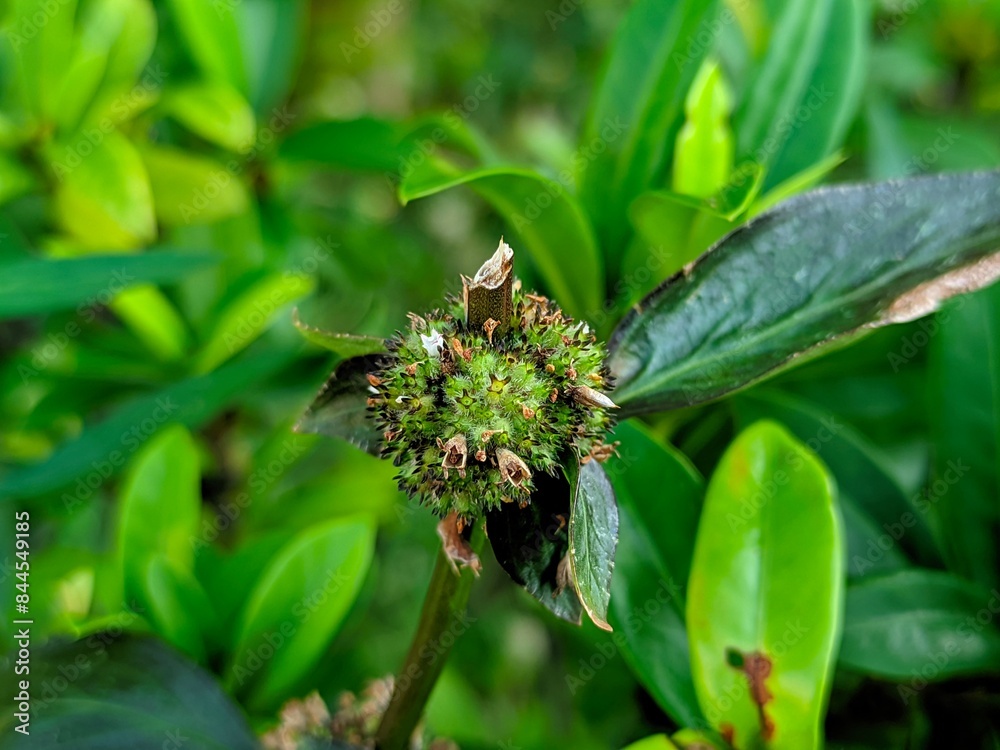 Obraz premium Plantzoin Head Leucas Guma Leucas cephalotes Live Plant