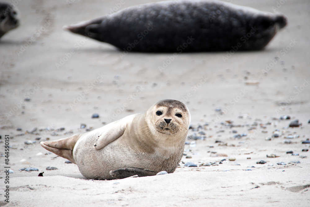 Naklejka premium D-Helgoland-Seehunde