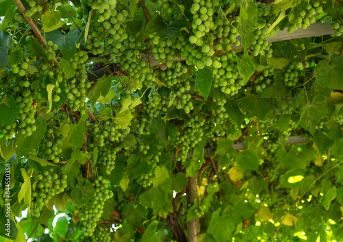 white grapes Isabella on the arch, grape harvest, autumn harvest