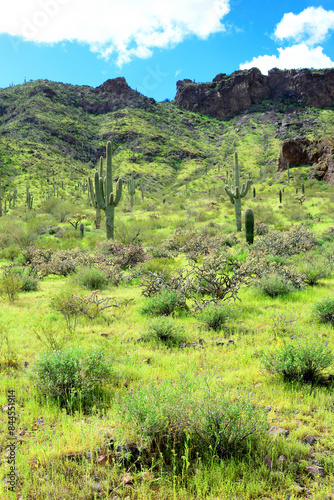 Sonora Desert Arizona Picacho Peak State Park