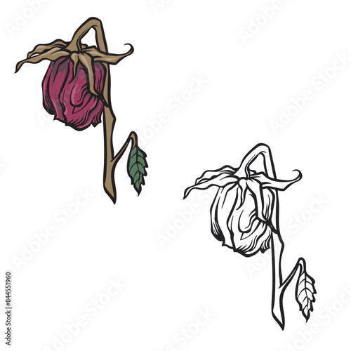 Dried rose isolated on white background. Realistic rose. Drawing with line art style. Dead flower Vector illustration
