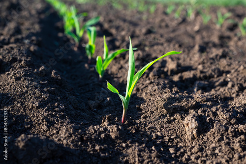 A young corn plant in a cultivated field.