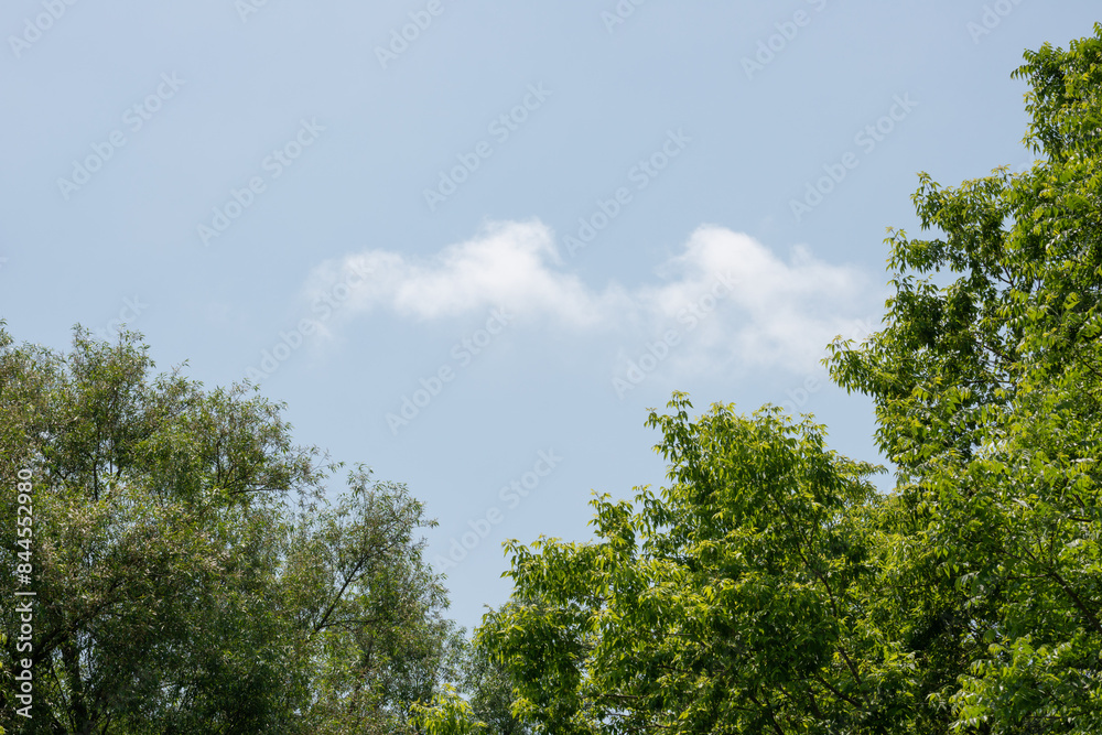 trees in spring with blue sky, clouds, and space for copy trees in spring with blue sky, clouds, and space for copy