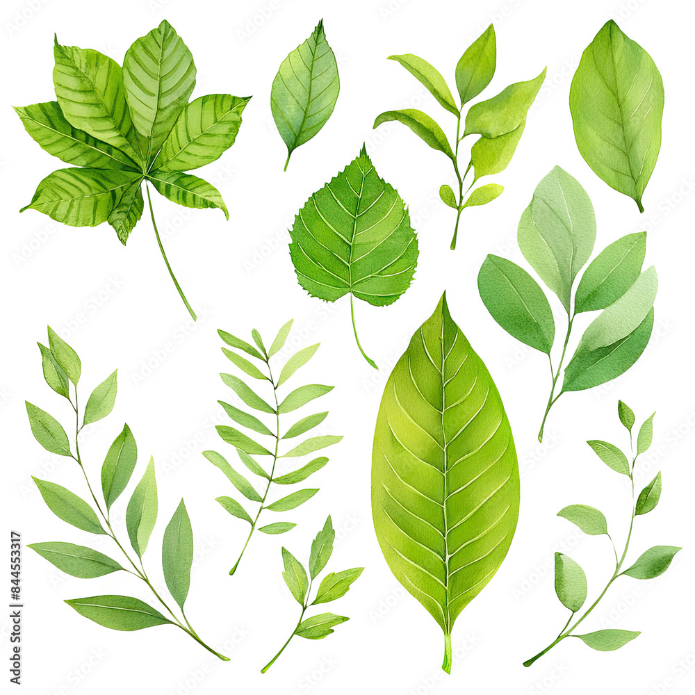 Watercolor floral set of green leaves, greenery, branches, twigs etc ...