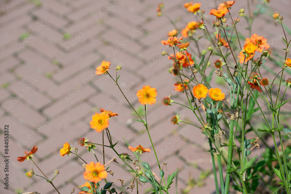 Fototapeta premium Geums in bloom (on a herringbone patterned brick pavement)