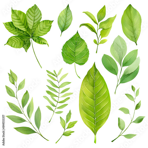 Watercolor floral set of green leaves, greenery, branches, twigs etc. Cut out hand drawn PNG illustration on transparent background. realistic