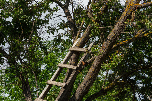 wooden stepladder on an old tree in the yard