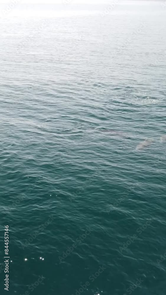 Vertical aerial view of the dolphins slowly swimming in crystal clear turquoise waters. Group of endemic marine mammals migrating along coastline as seen from above.