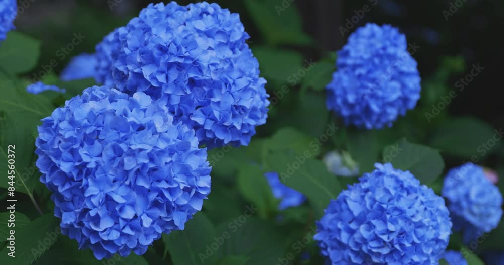 A hydrangea flower at the garden in the public park A hydrangea flower at the garden in the public park