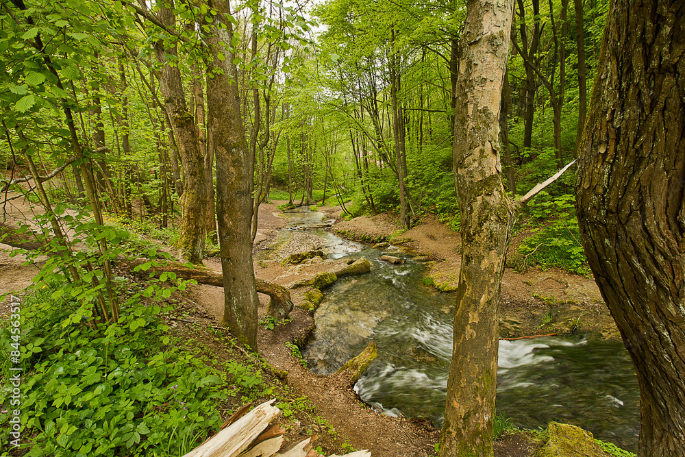 forest landscape. A stream with a small waterfall in a green forest forest landscape. A stream with a small waterfall in a green forest