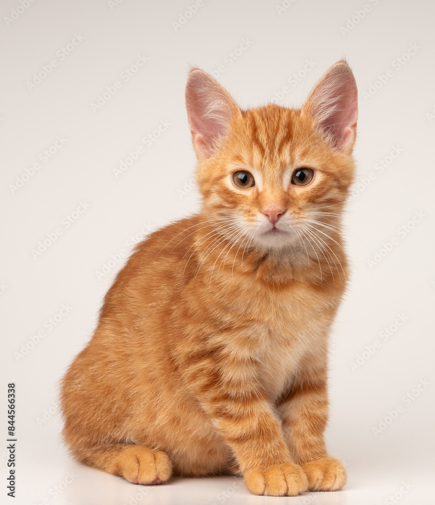 Fototapeta premium Chat roux assis sur fond blanc