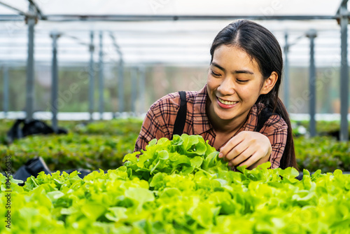 Portrait of young asian woman farmer on a hydroponic vegetable farm, Female smiles looking while harvesting vegetables from her hydroponic organic vegetable farm .