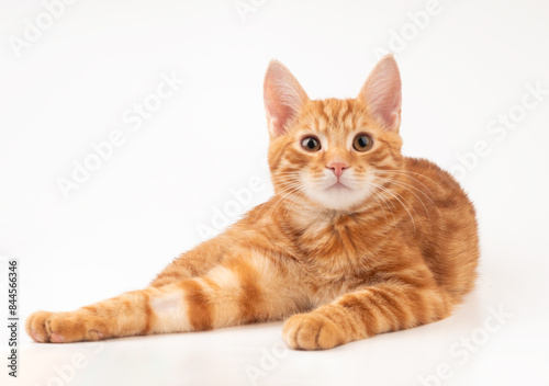 Chat roux couché sur fond blanc