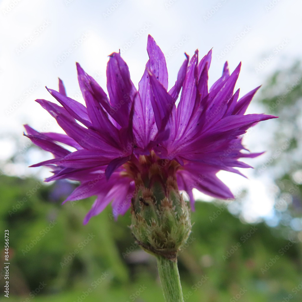 Obraz premium 日本で６月にヤグルマギクが紫色の花を咲かせています