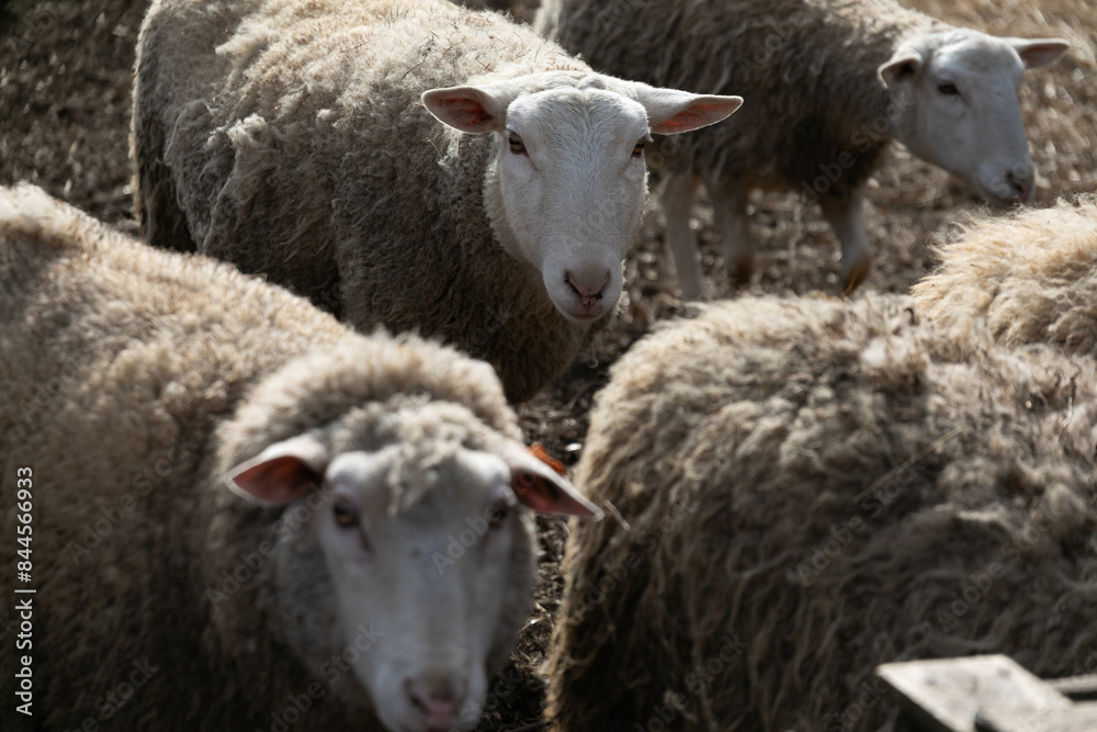 A Herd of Sheep Standing Together A Herd of Sheep Standing Together
