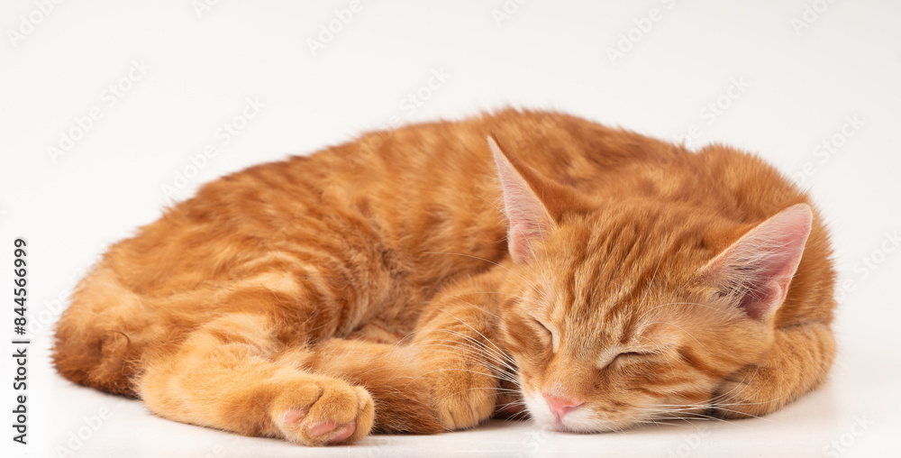 Sleeping ginger cat on a white background Sleeping ginger cat on a white background