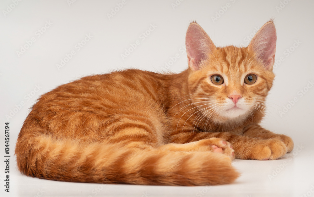 Lying ginger cat on a white background Lying ginger cat on a white background