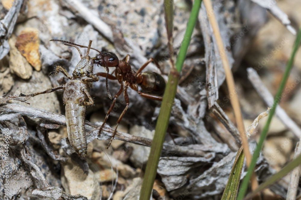 ant caught a grasshopper ant caught a grasshopper