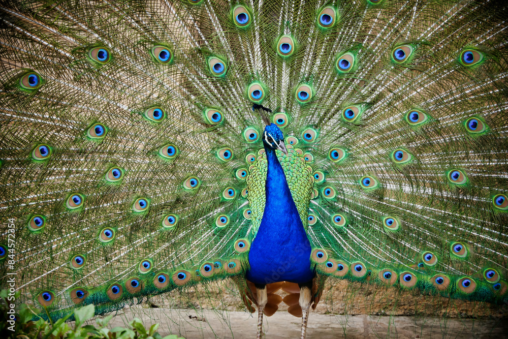 Naklejka premium Close up of the head of a vibrant blue peacock with a backdrop of iridescent feathers