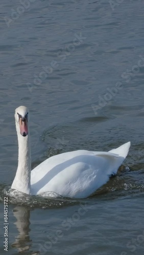 White swan swimming in lake near Nymphenburg palace. Munich, Bavaria, Germany. Camera zoom in photo