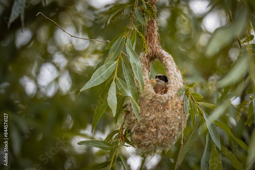 Eurasian Penduline tit sits in the nest (Remiz pendulinus) on a willow branch, has wool in its beak, and looks toward the camera lens with a green background on a cloudy summer day. © Mariia