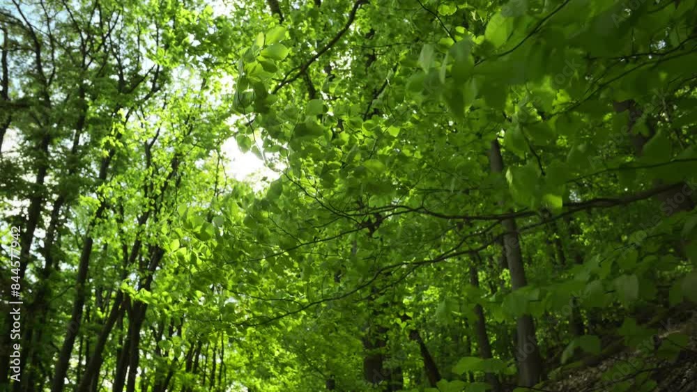 The sun shines through branches in the wind in a beech forest. A nature scene with gentle movement and vibrant green color The sun shines through branches in the wind in a beech forest. A nature scene with gentle movement and vibrant green color
