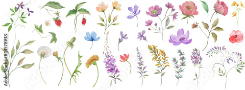 Watercolor floral set. Hand drawn illustration isolated on white background. Vector EPS.