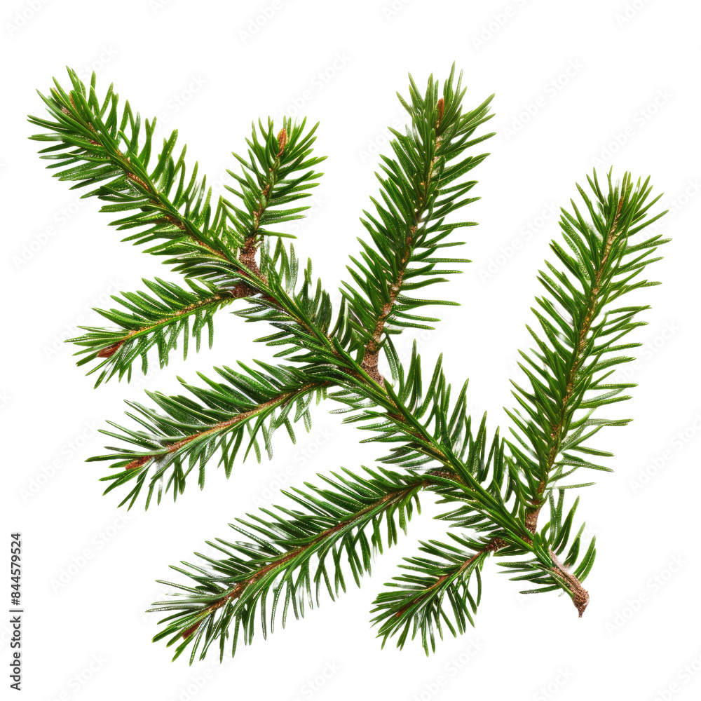 fir tree branch isolated on white background
