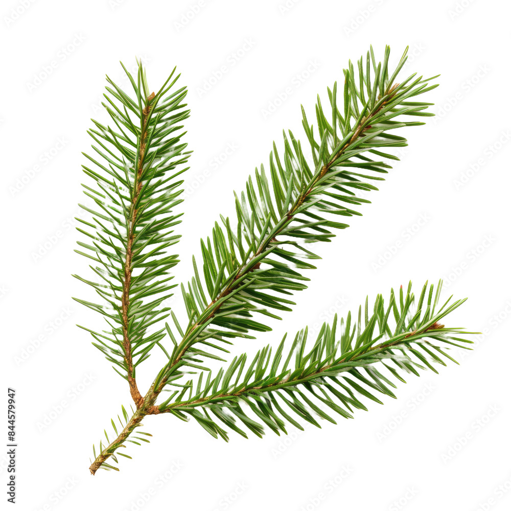 Naklejka premium fir tree branch isolated on white background