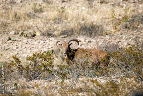Barbary sheep hiding behind bushes