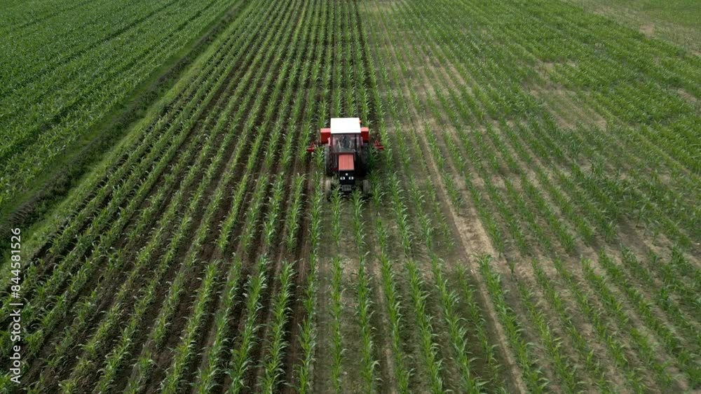 Aerial view, farm tractor works the corn field. Vegetable corn field. Video 4K