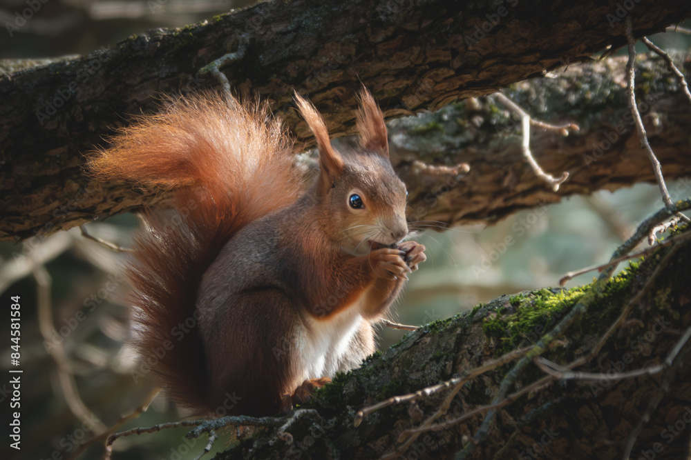 Fototapeta premium Fressendes Eichhörnchen im Sonnenlicht