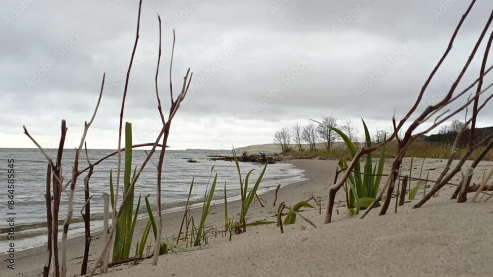 coast of the Curonian Lagoon in April in cloudy weather coast of the Curonian Lagoon in April in cloudy weather