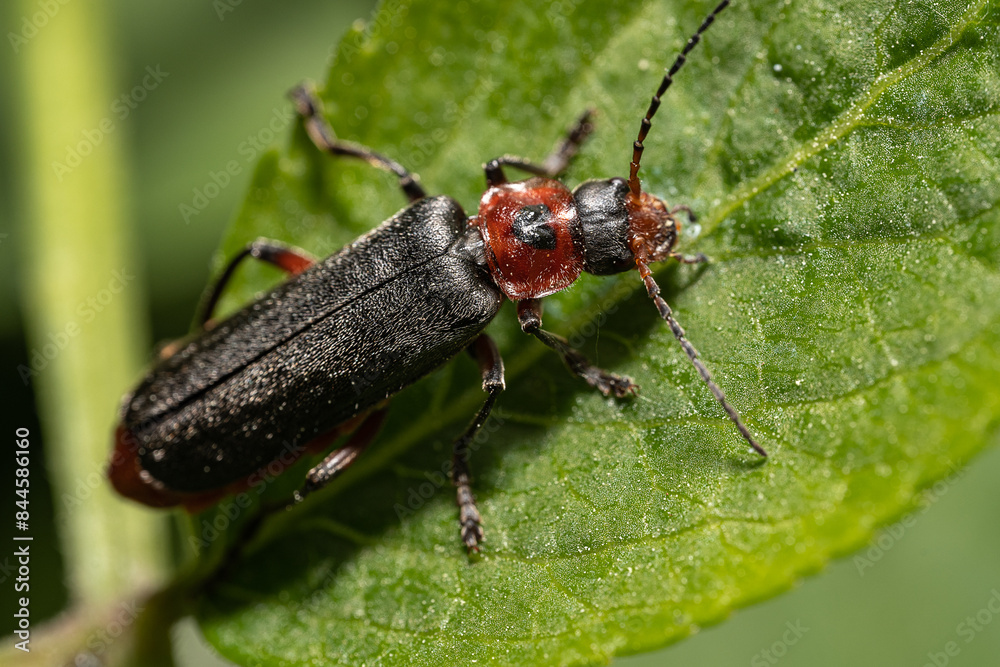 Omomiłek szary (Cantharis fusca, Soldier beetle) Omomiłek szary (Cantharis fusca, Soldier beetle)
