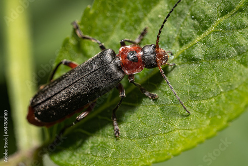 Omomiłek szary (Cantharis fusca, Soldier beetle) photo